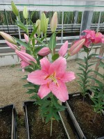 [4538 VH14 No01.JPG]